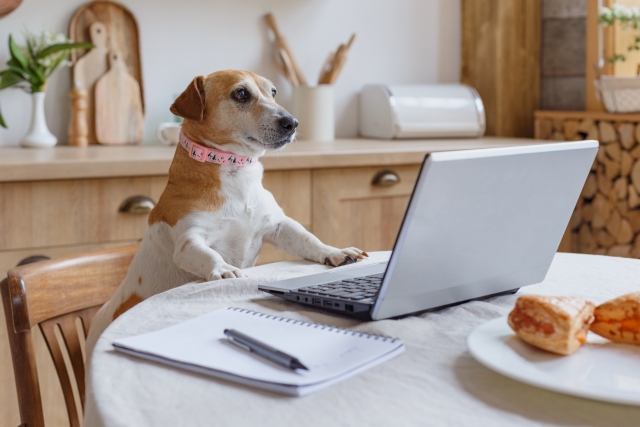 ネット検索する犬